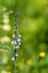 Close up of purple and white toadflax (linaria purpurea)