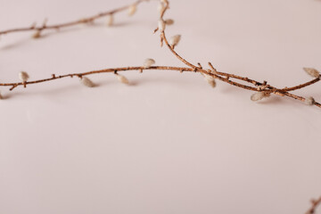 Delicate twig with budding buds on a neutral background, perfect for nature-themed projects, spring designs, or minimalist interior decor.