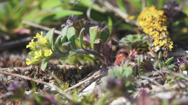 Dwarfing Yellow-tuft (Alyssum desertorum, A. murale). It have been used to treat rabies (treatment of hydrophobia) since the time of Ancient Rome. Steppes salty places of the Crimea