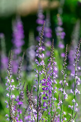 Purple and white  toadflax (linaria purpurea) flowers