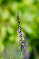 Close up of purple and white toadflax (linaria purpurea)