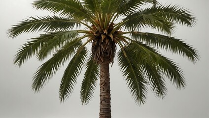 Isolated palm tree on a white background.