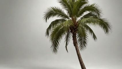 Isolated palm tree on a white background.