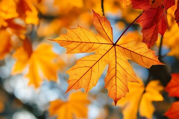 Fototapeta premium Closeup of a Single Orange Maple Leaf in Autumn
