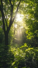 Obraz premium A vibrant forest scene with sunlight filtering through the trees, highlighting the rich green foliage