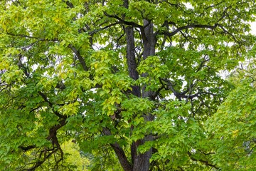 The northern catalpa (Catalpa speciosa), commonly known as the  hardy catalpa, western catalpa, cigar tree or catawba is tree native to the midwestern United States.