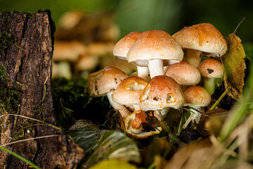 Eine Gruppe Ritterlinge (tricholoma indet.) wachsen auf einem Baumstumpf