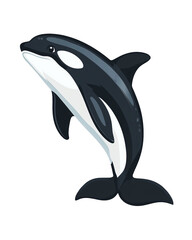 Naklejka premium Black and white orca whale. Wildlife illustration isolated on a white background.