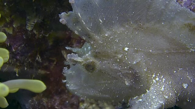 A close-up of a white leaf fish (Taenianotus triacanthus), a venomous species, resting near an anemone on a rocky surface. Check my portfolio for scopion fish footage.