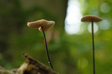 mushrooms and moss in a forest