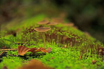 mushrooms and moss in a forest