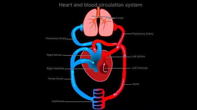 Blood flow, circulation system animation. Heart beat. Pulmonary, systemic anatomy, diagram. Human circulatory system. Explanations. Loop animated of blood stream, arrows. Alpha channel video footage	