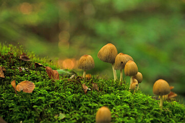 mushrooms and moss in a forest