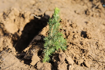 Tree planting. Spruce seedling in the ground. Planting a forest. Reclamation of resources.