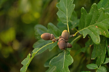 acorns on a oak tree in fall © alexbuess