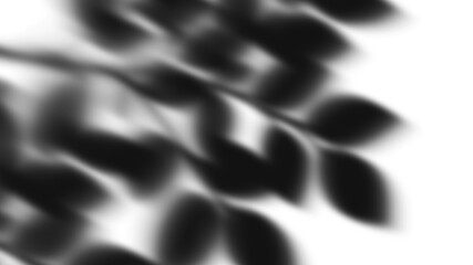 shadow photographs with transparent background