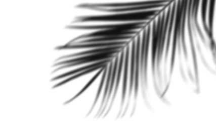 shadow photographs with transparent background