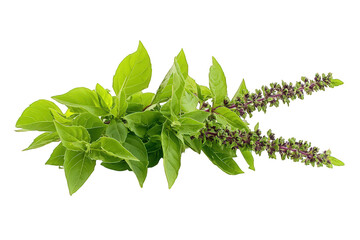 Holy Basil (Ocimum sanctum) Isolated on Transparent Background 