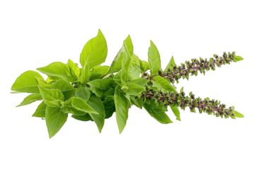 Holy Basil (Ocimum sanctum) Isolated on Transparent Background 
