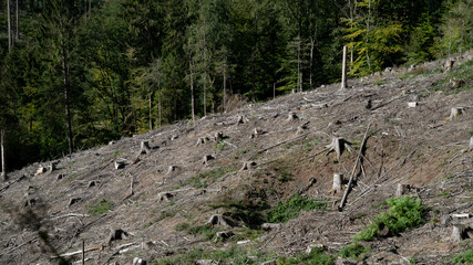 Baumstamm Wald holzen pfählen 