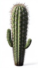 Naklejka premium Transparent background cactus vector graphic high quality download PNG image