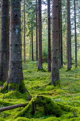 A Serene Forest featuring Lush Green Moss delicately spread Underfoot all around you