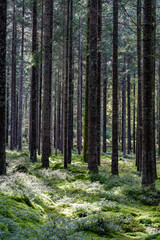 Fototapety na wymiar - Fototapeta24.pl