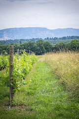 vignoble Genevois, Bellevue