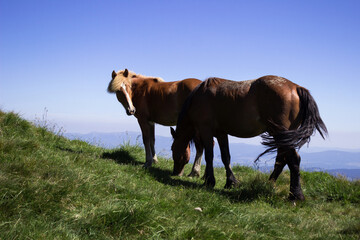 Horses graze in the Carpathian Mountains, under Mount Petros. Beautiful views in summer