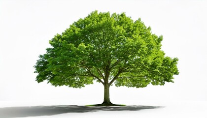 tree with vibrant green leaves, isolated on a white background