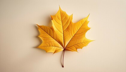 Fototapeta premium maple leaf