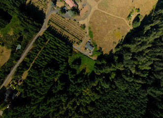 A lush green forest with a house in the middle