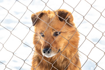 red shaggy dog ​​with a sad look behind the fence in winter on a background of snow