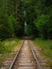 Obraz premium Quiet railway tracks tretch into the distance through lush green forest on a serene day.