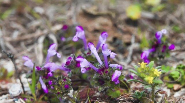 Henbit dead-nettle (Lamium amplexicaul). Europe dwarfing plant flowers very early in spring. Alyssum deserorum left. Crimea