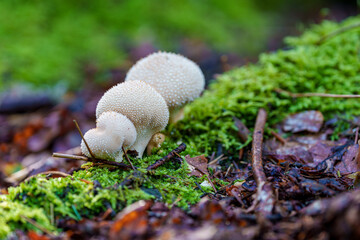 A closeup view of unique, colorful mushrooms on the damp forest floor, with lush moss, Lycoperdon