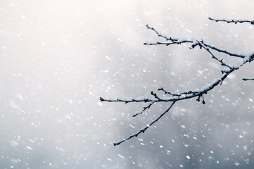 snow covered bare tree branches in winter on blurred background during snowfall