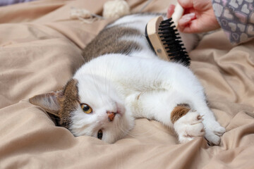 The girl a comb combs the cat lying on the bed with