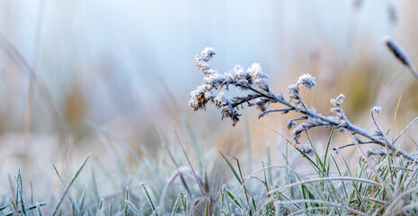 thickets of wild grass covered with snow and frost in a meadow on a sunny morning