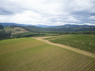 Fototapeta premium A large field of green grass and trees with a cloudy sky in the background