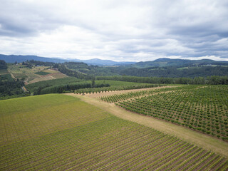 Fototapeta premium A large field of green grapes is shown in the image