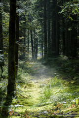 A Serene Forest featuring Lush Green Moss delicately spread Underfoot all around you