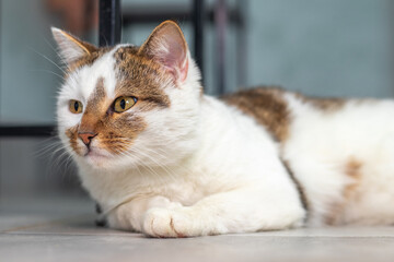 a white spotted cat with an inquisitive look is lying on the floor in the room