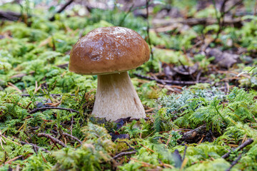 A Beautiful Wild Mushroom is Growing Among the Trees in the Lush, Green Forest Area, Boletus edulis