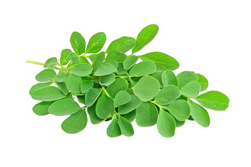 Moringa Leaves Isolated on Transparent Background 