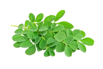 Moringa Leaves Isolated on Transparent Background 