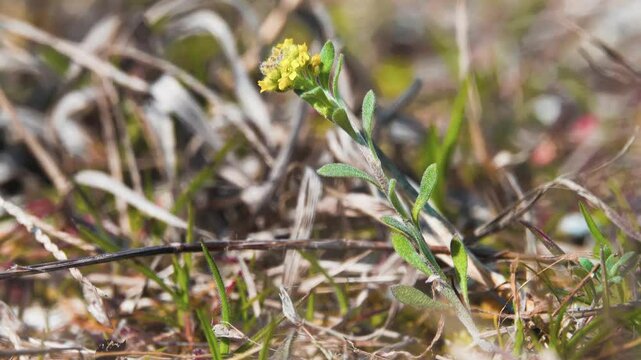 Dwarfing Yellow-tuft (Alyssum desertorum, A. murale). It have been used to treat rabies (treatment of hydrophobia) since the time of Ancient Rome. Steppes salty places of the Crimea