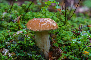 A Beautiful Wild Mushroom is Growing Among the Trees in the Lush, Green Forest Area, Boletus edulis
