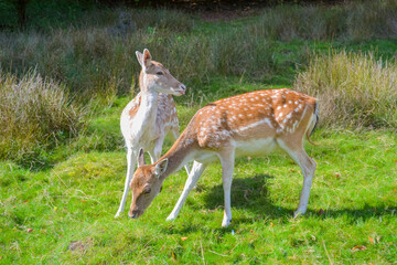 Deer in natural robbing environment
