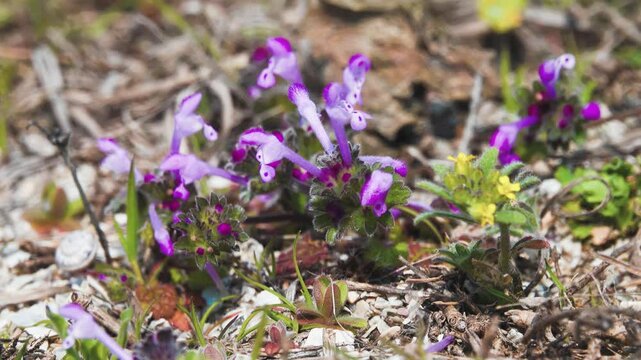 Henbit dead-nettle (Lamium amplexicaul). Europe dwarfing plant flowers very early in spring. Alyssum deserorum left. Crimea